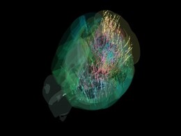 Scientists Map Brain Activity Across 95% of the Mammalian Brain in Landmark Study Scientists Map Brain Activity Across 95% of the Mammalian Brain in Landmark Study