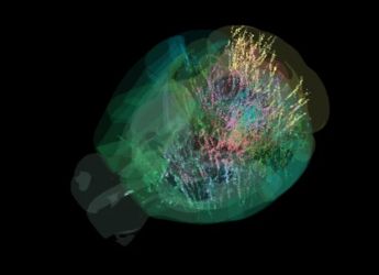 Scientists Map Brain Activity Across 95% of the Mammalian Brain in Landmark Study