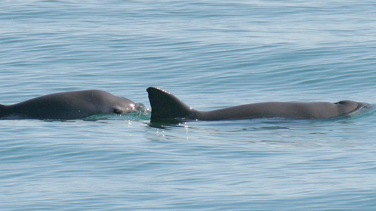 Genome Study Provides Important Insight on Endangered Vaquita Native to Mexico's Gulf of California