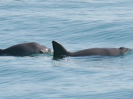 Genome Study Provides Important Insight on Endangered Vaquita Native to Mexico's Gulf of California Genome Study Provides Important Insight on Endangered Vaquita Native to Mexico's Gulf of California