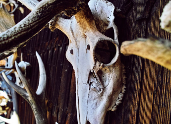 Archaeologists Disover 50 Viking Age Burials in Denmark: Everything You Need to Know