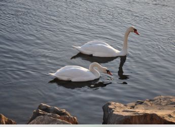 69-Million-Year-Old Fossil Bird Skull in Antarctica Sheds Light on Waterfowl Evolution