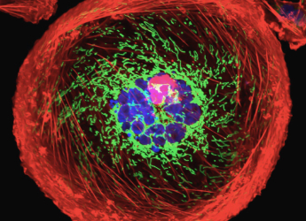Mitochondria Divide Roles for Energy and Molecular Synthesis Under Low-Nutrient Conditions, Reveals New Study