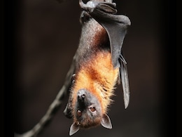 Common Noctule Bats Use Warm Winds to Migrate More Than 1000 km Across Europe, Claims Study Common Noctule Bats Use Warm Winds to Migrate More Than 1000 km Across Europe, Claims Study