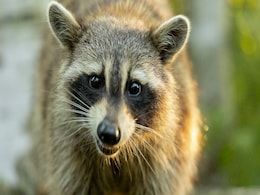 Small Carnivores Were Crucial for Early Levant Diets, Claims New Study Small Carnivores Were Crucial for Early Levant Diets, Claims New Study