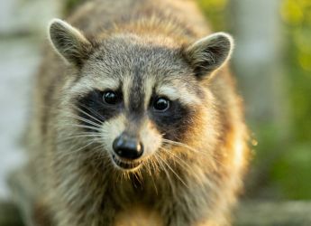 Small Carnivores Were Crucial for Early Levant Diets, Claims New Study