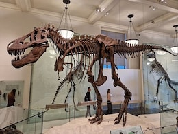 Sahara and Amazon May Hold Clues to Dinosaurs’ Earliest Origins, New Study Suggests Sahara and Amazon May Hold Clues to Dinosaurs’ Earliest Origins, New Study Suggests