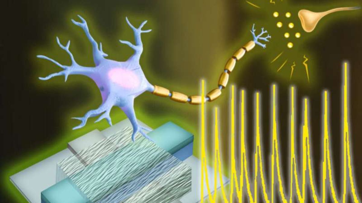 Engineers Create First Artificial Neurons With Electrical Functions As Living Cells