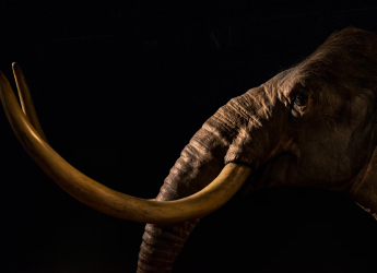 Woolly Mammoth Comeback? Science Might Revive Extinct Species by 2028