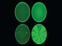 Powerful New Antibiotic Capable of Killing Drug-Resistant Bacteria Developed Using AI: Researchers Powerful New Antibiotic Capable of Killing Drug-Resistant Bacteria Developed Using AI: Researchers