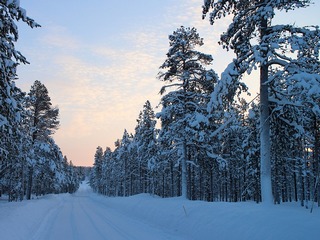 Spring Is Arriving Earlier in Polar Regions Than Anywhere Else