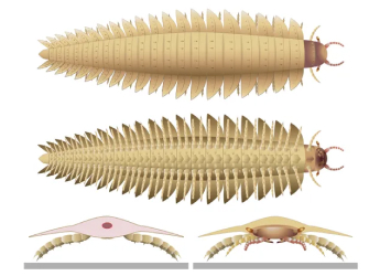 Head of Prehistoric Car-Size Millipede Finally Discovered, Sheds Light on Unsolved Evolutionary Link