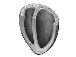 Scientists Develop Heart Helical Structure Model That Could Help Create Artificial Heart Scientists Develop Heart Helical Structure Model That Could Help Create Artificial Heart