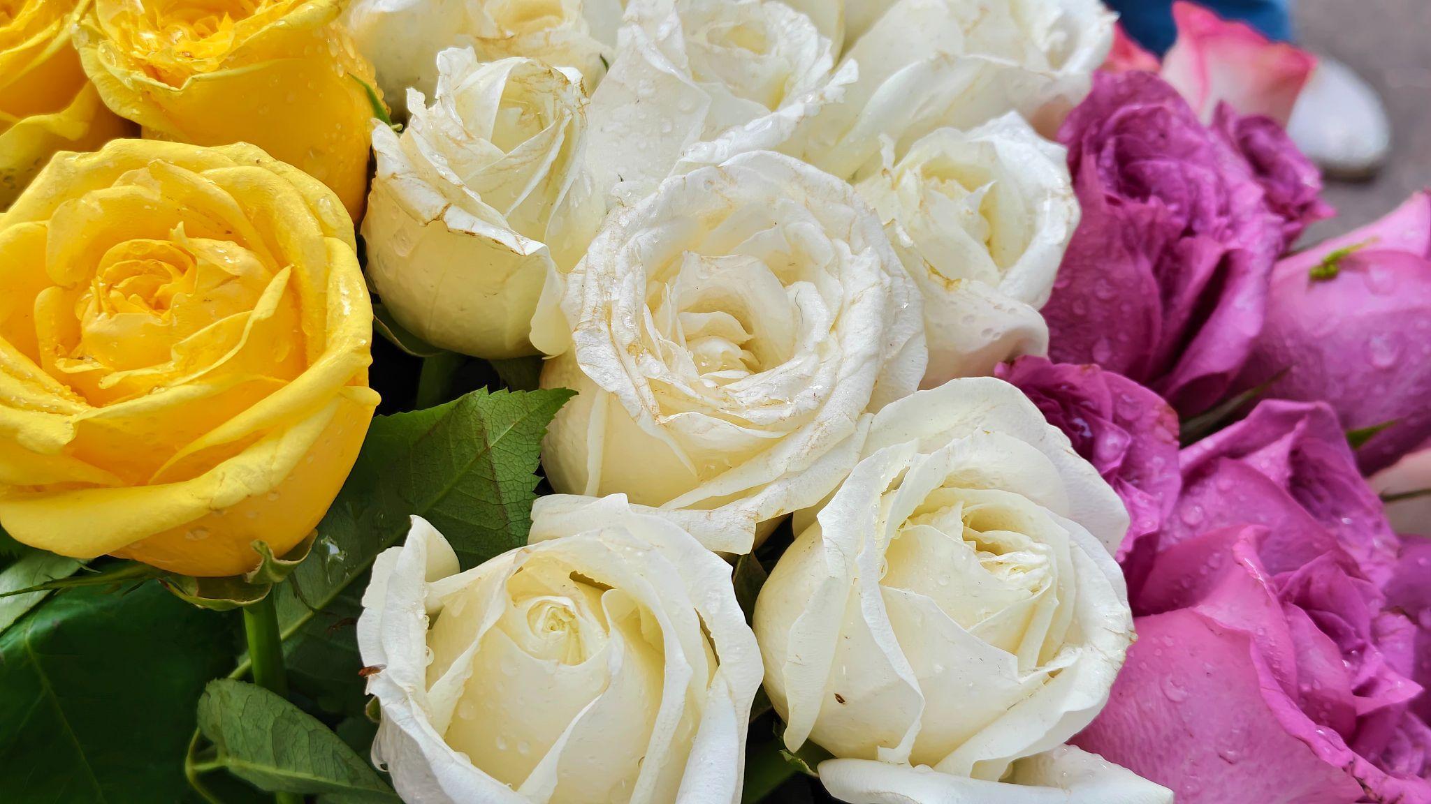 b4ce8bff f379 4230 a3fd 504bae23b52d flower