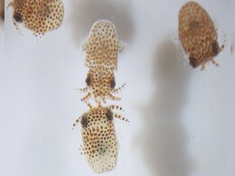 NASA to Send Squid, Water Bears to Space Station for Experiments: All You Need to Know NASA to Send Squid, Water Bears to Space Station for Experiments: All You Need to Know