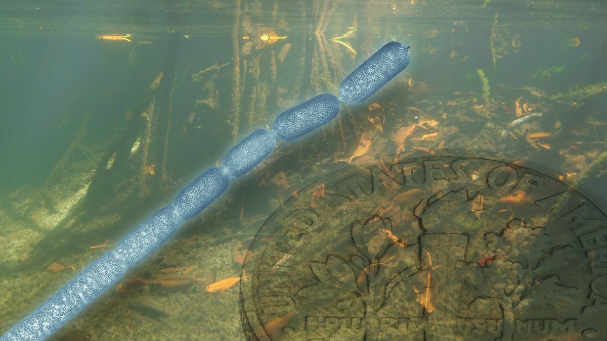Large Bacterium Visible to the Naked Eye Found in Mangroves of France