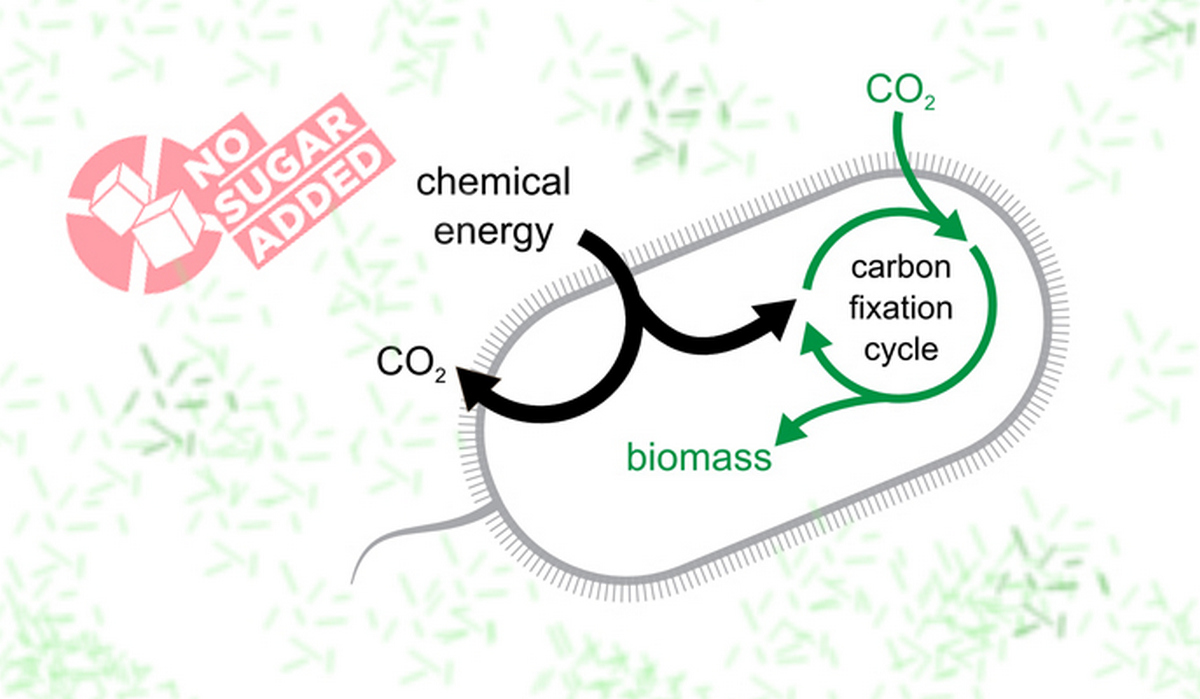 Researchers Develop Bacteria Which ‘Eat’ Carbon Dioxide