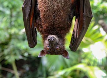 Infant Mortality Rate and Decline of Bat Population Might Have a Strange Correlation, Study Claims