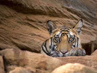 Sony BBC Earth to Air Sir David Attenborough&#039;s Dynasties in India in December