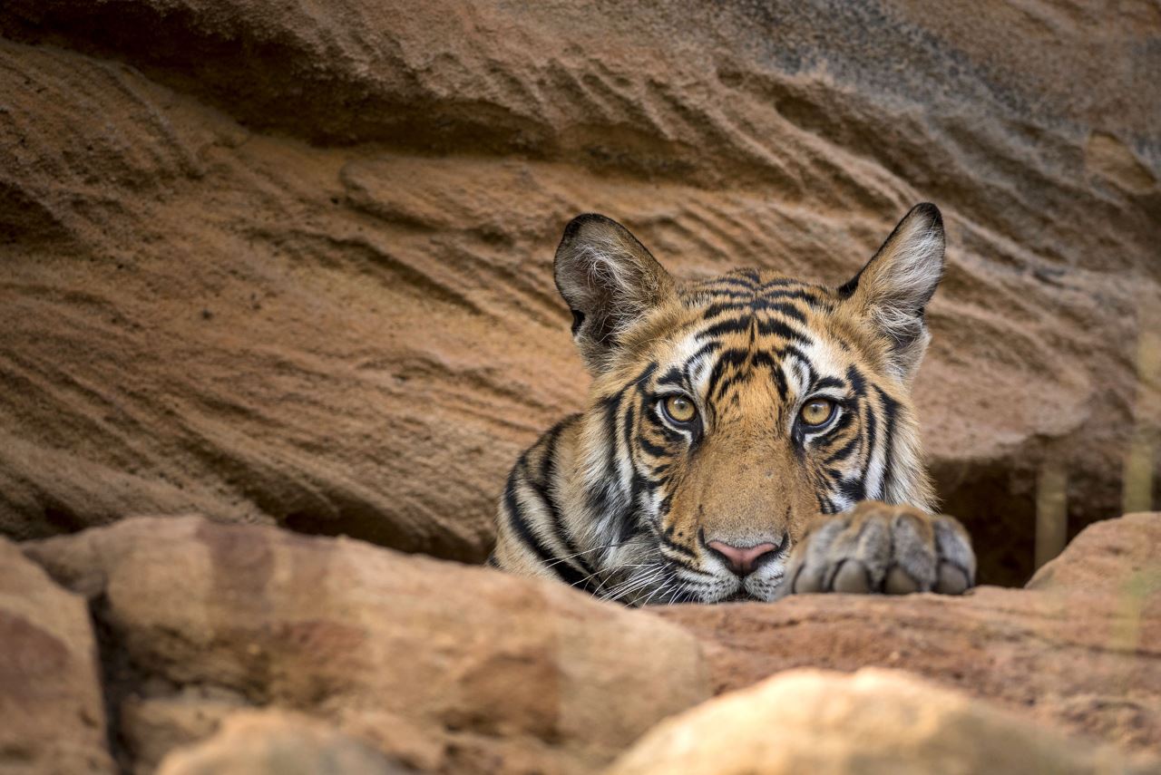 Sony BBC Earth to Air Sir David Attenborough's Dynasties in India in December