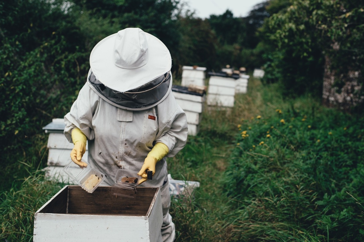 Beekeepers Turn to Anti-Theft Technology as Hive Thefts Rise in US