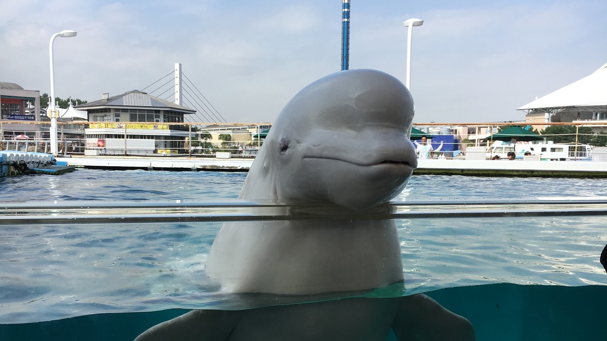 Beluga Whale Retrieves Drowning Phone, Wins Internet With Good Samaritan Deed Caught on Video