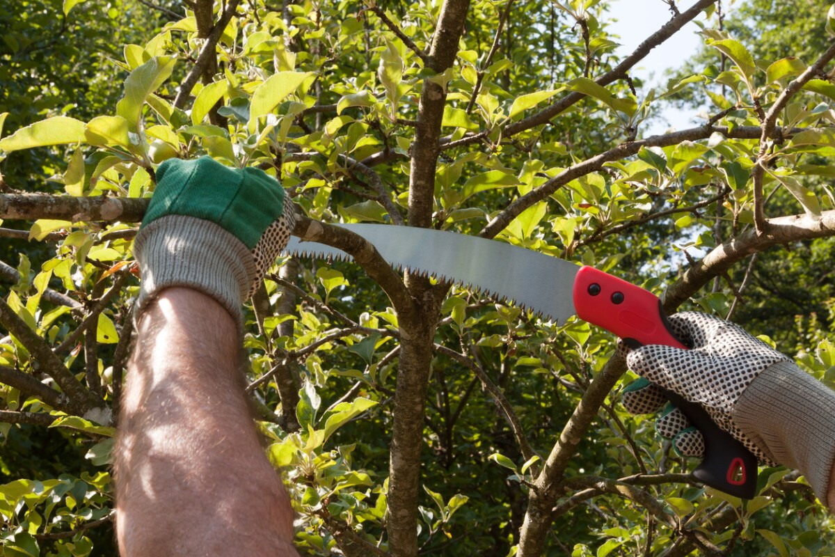 Best Pruning Saws For Trees HotDeals360