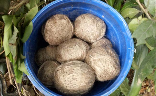 Hundreds Of Bombs Found In Backyard Of Arrested Trinamool Leader