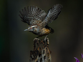 Bird Photography: How the Right Gear and Shooting Technique Can Help