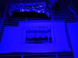 Blue Light Exposure From LEDs Harms More as You Grow Older, Study Suggests Blue Light Exposure From LEDs Harms More as You Grow Older, Study Suggests