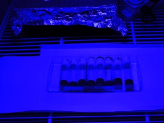 Blue Light Exposure From LEDs Harms More as You Grow Older, Study Suggests