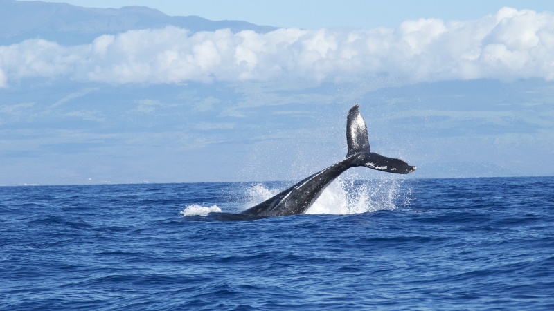 Blue Whale Game Couldn't Be Established as a 'Child Killer': MEA