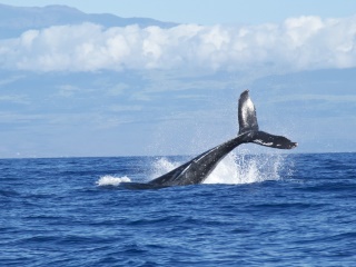 Blue Whale Game Couldn&#039;t Be Established as a &#039;Child Killer&#039;: MEA