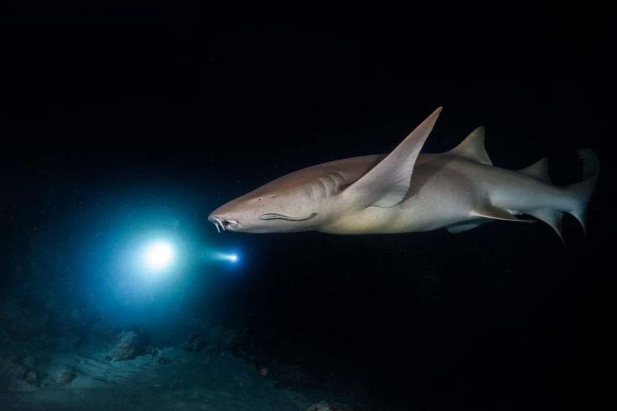 Sharks Use Earth's Magnetic Field Like GPS to Navigate Oceans