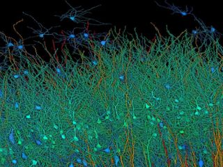 Harvard and Google Created the Most Detailed Map of Brain Using AI