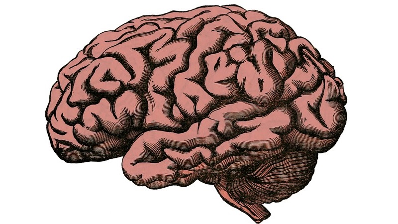 'Most Detailed' Map of Hippocampus Created, Scientists Claim