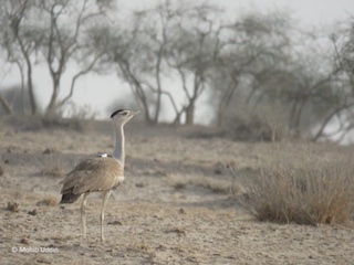Unfolding the Secret Life of Endangered Bustard Using GPS Telemetry