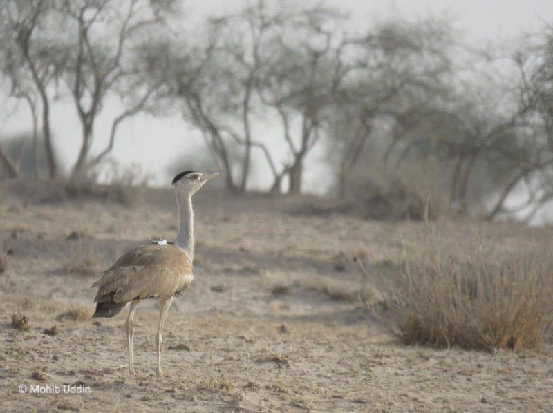 Unfolding the Secret Life of Endangered Bustard Using GPS Telemetry
