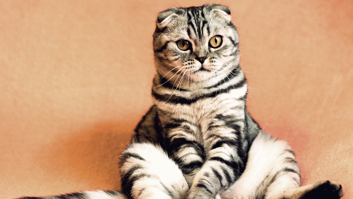 Cat Pain Detector: This AI-Powered App Can Detect if Your Cat Is in Pain