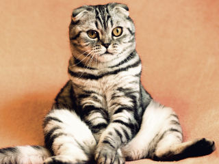 Cat Pain Detector: This AI-Powered App Can Detect if Your Cat Is in Pain