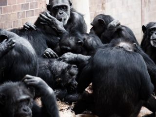 Study Reveals Chimpanzees Exhibit Varying Nut-Cracking Skills Within Same Group