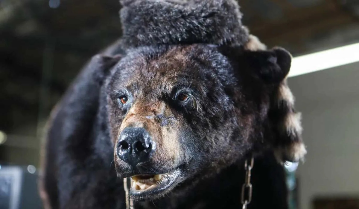 Cocaine Bear’s Absurdist Premise Points to Decent Box Office Estimate: Report