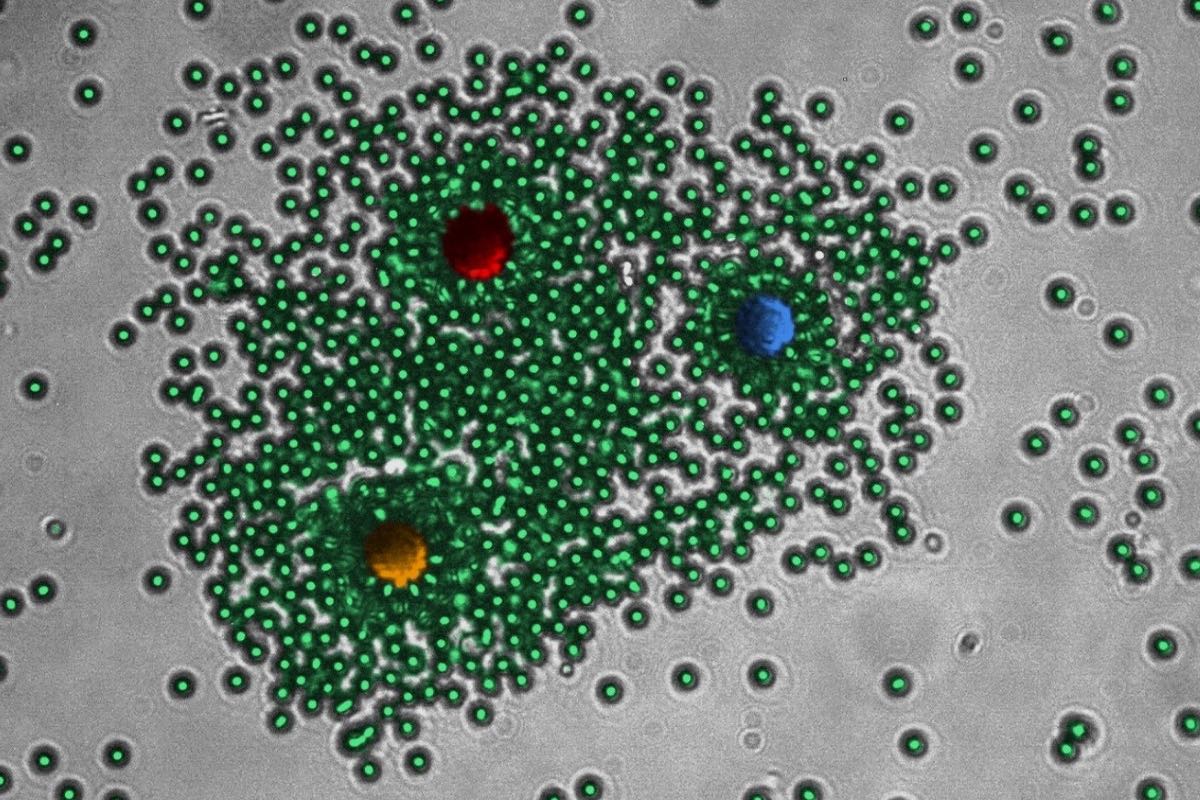 Life-Like Self-Organising Laser Can Mimics Living Materials, Reconfigures in Changing Conditions