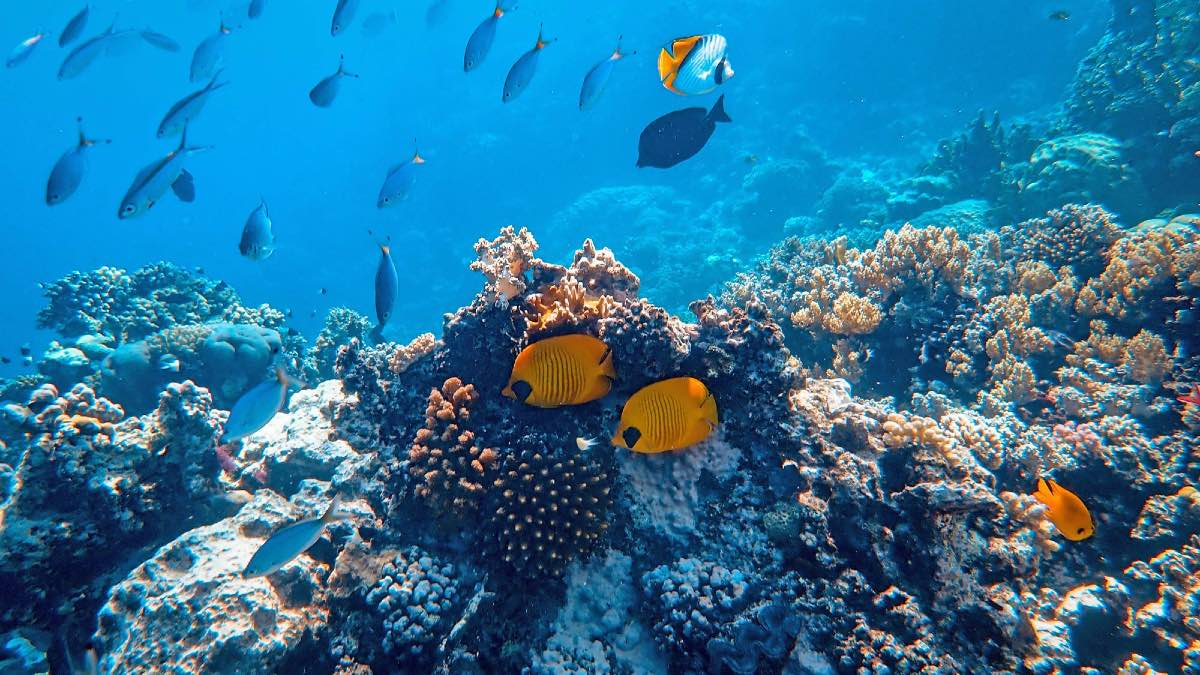 Artificial Intelligence Can Track Health of Corals Reefs by Understanding Complex Soundscape