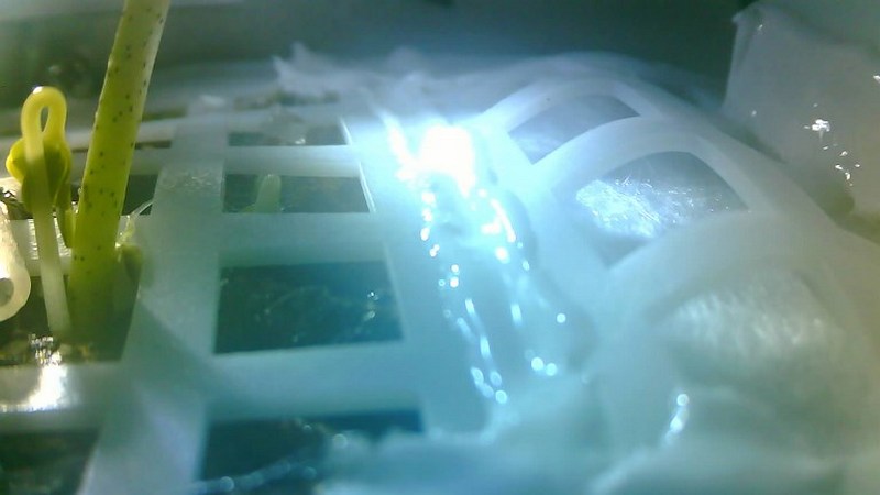 China Lunar Lander's Moon Cotton Experiment Ends in Freezing Night