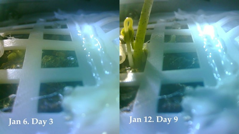 China's Lunar Probe Sees First Cotton Seed Sprout