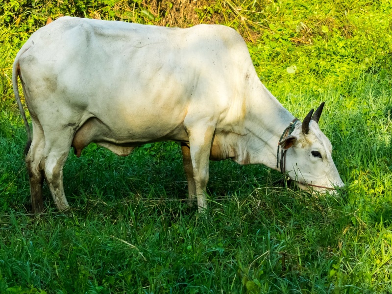 Government to Launch 'E-Pashu Haat' Portal for Livestock