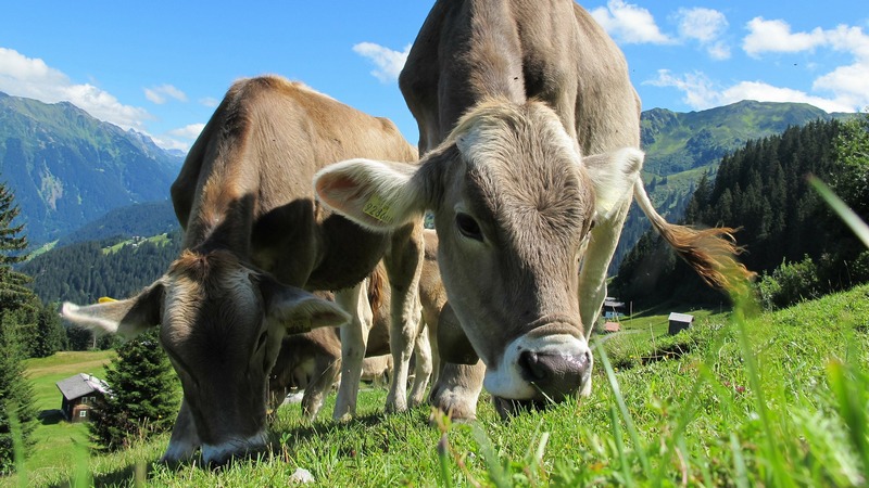 Cows Get Their Own Tinder-Style App for Breeding in UK