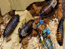 Cyborg Cockroaches Powered by Solar Cells Could Help First Responders in Disaster Areas: Details Cyborg Cockroaches Powered by Solar Cells Could Help First Responders in Disaster Areas: Details