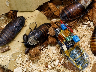 Cyborg Cockroaches Powered by Solar Cells Could Help First Responders in Disaster Areas: Details